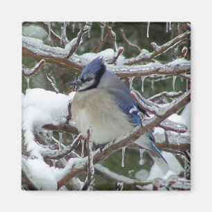 Blue Jay Magnet