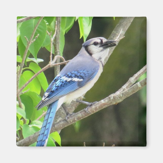 Blue Jay Magnet (Vorne)
