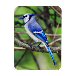 Blue Jay Magnet