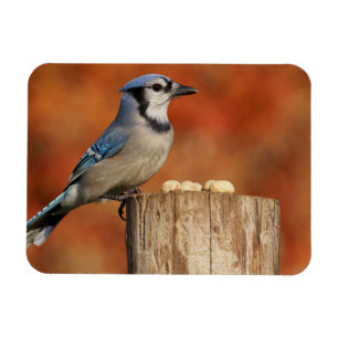 Blue Jay Magnet