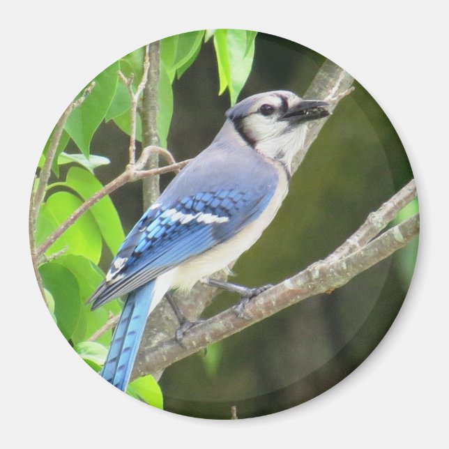 Blue Jay Magnet (Vorne)