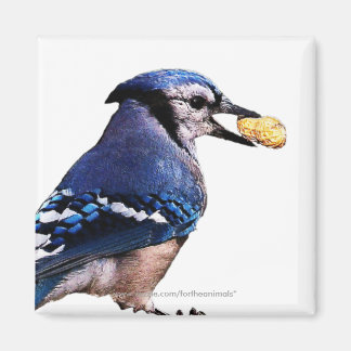 Blue-Jay-Magnet Magnet