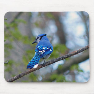 Blue Jay Mousepad