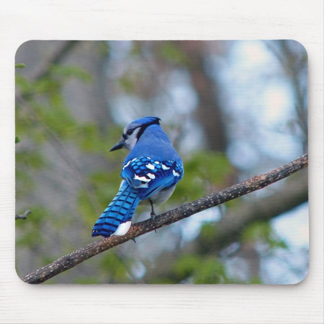 Blue Jay Mousepad (Vorne)