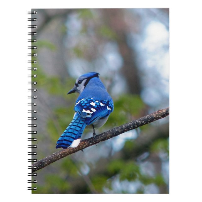 Blue Jay Notizblock (Vorderseite)