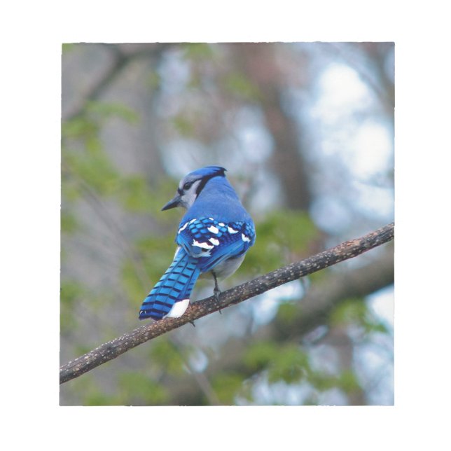 Blue Jay Notizblock (Vorderseite)