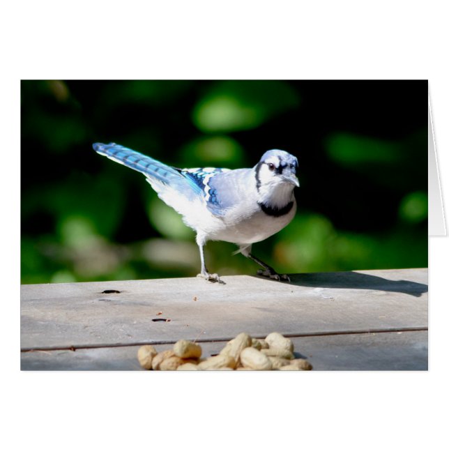 Blue Jay obtient une cacahuète (Devant horizontal)