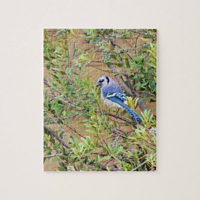 Blue Jay on Southern Wax Myrtle (Vertikal)