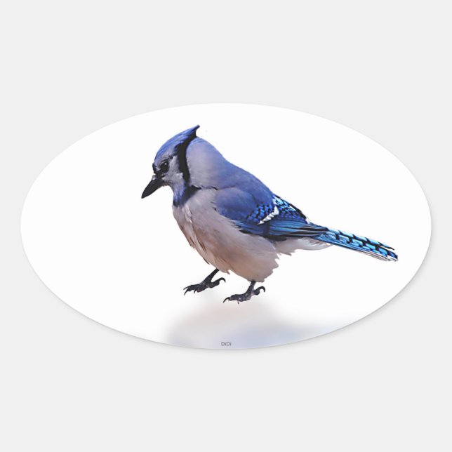 Blue Jay Ovaler Aufkleber (Vorderseite)
