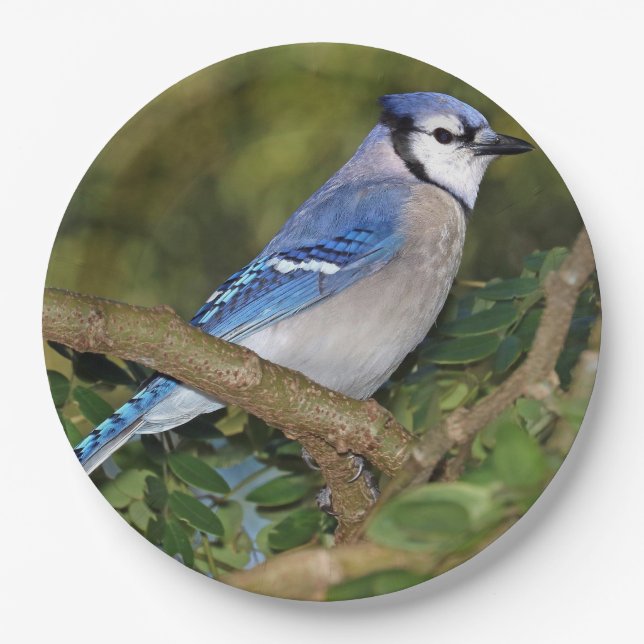 Blue Jay Paper Teller (Vorderseite)