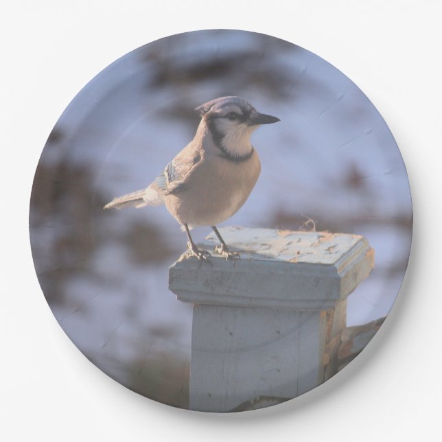 Blue Jay Pappteller (Vorderseite)