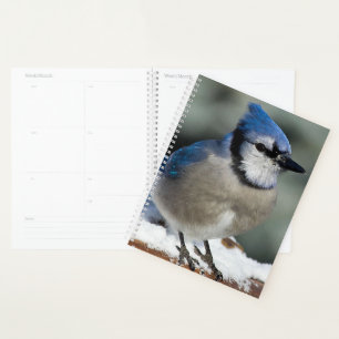 Blue Jay Planer