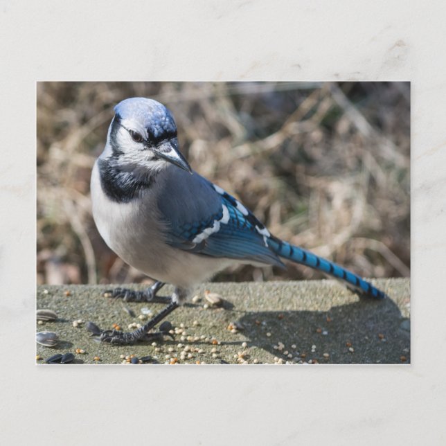 Blue Jay Postcard Postkarte (Vorderseite)