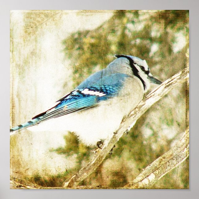 Blue Jay Poster (Vorne)