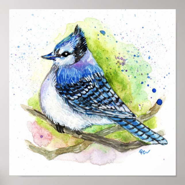 Blue Jay Poster (Vorne)