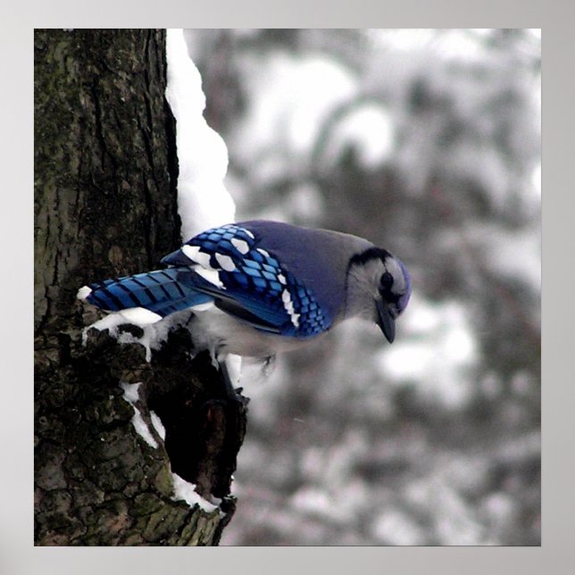 Blue Jay Poster / Print (Vorne)