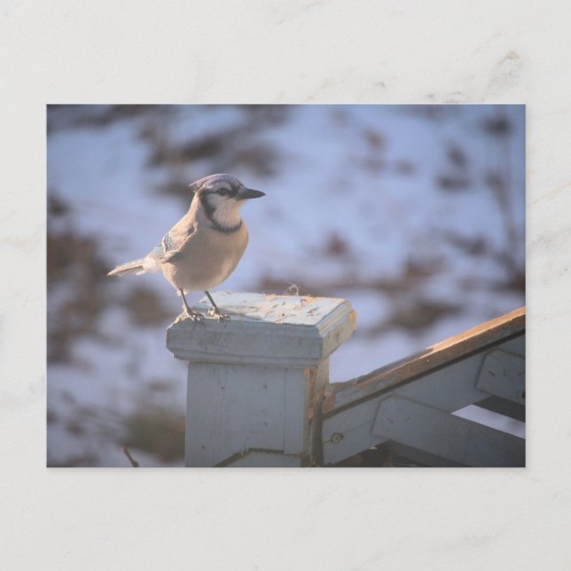 Blue Jay Postkarte (Vorderseite)