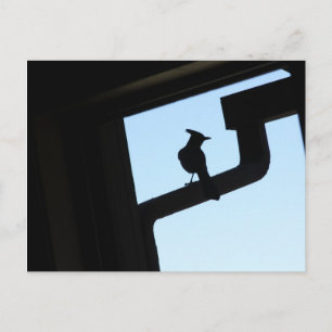 Blue Jay Postkarte