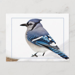 Blue Jay Postkarte