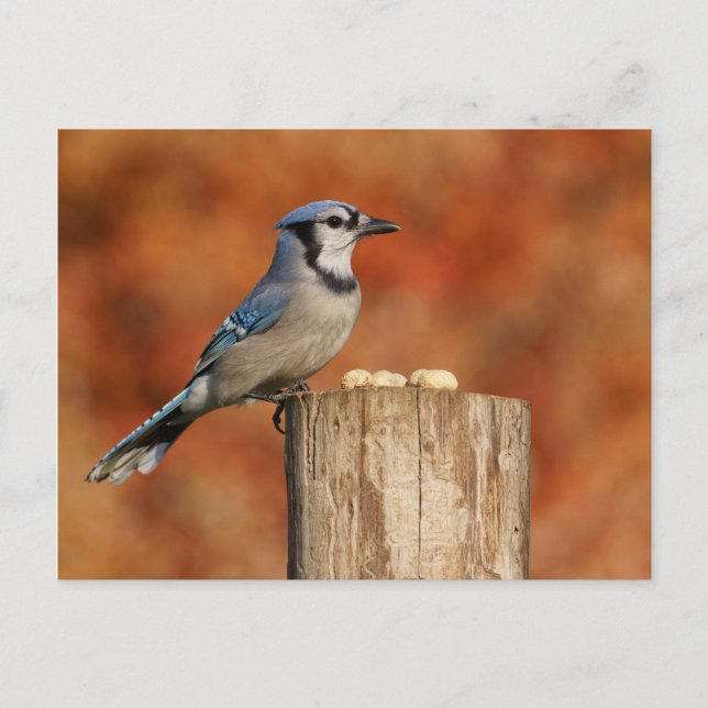 Blue Jay Postkarte (Vorderseite)
