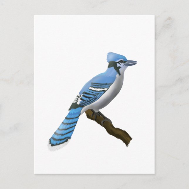 Blue Jay Postkarte (Vorderseite)