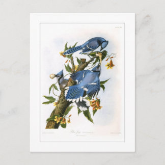 Blue Jay Postkarte