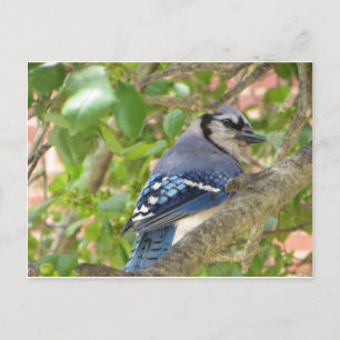 Blue Jay Postkarte