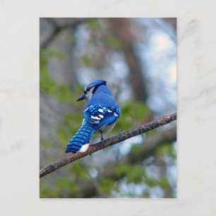 Blue Jay Postkarte