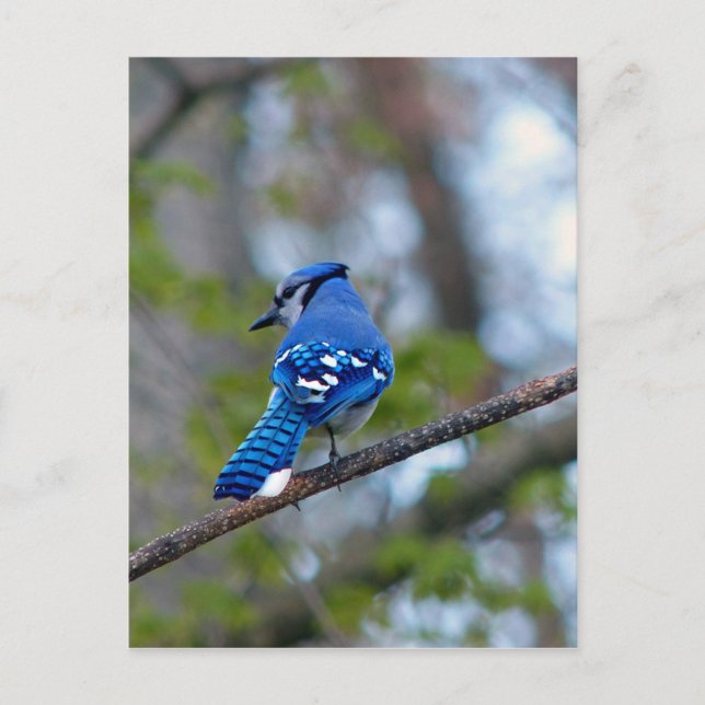 Blue Jay Postkarte (Vorderseite)