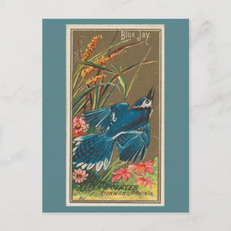 Blue Jay Postkarte