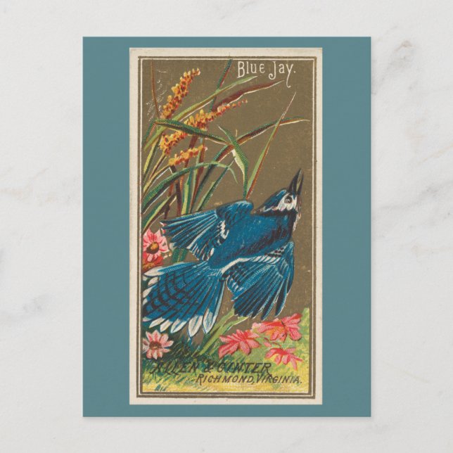 Blue Jay Postkarte (Vorderseite)