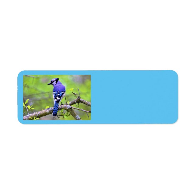 Blue Jay Rücksendeadressen-Aufkleber von Reay of L (Vorne)