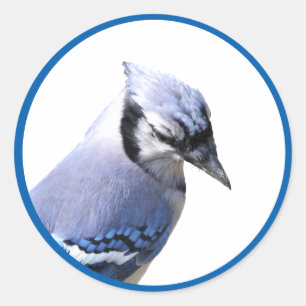 Blue Jay Runder Aufkleber