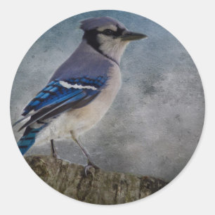 Blue Jay Runder Aufkleber