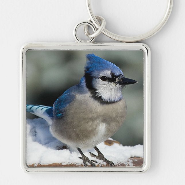 Blue Jay Schlüsselanhänger (Vorne)
