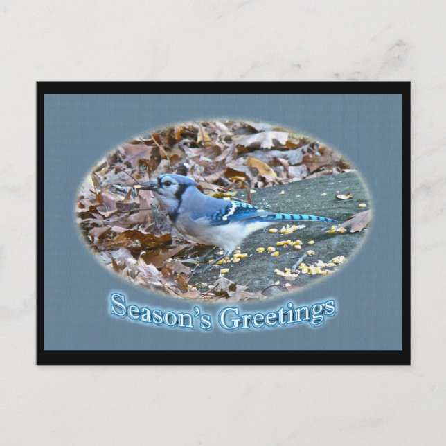 Blue Jay Season's Greetings Series Feiertagspostkarte (Vorderseite)