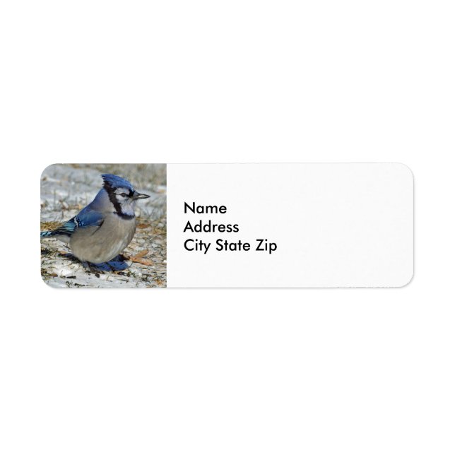 Blue Jay Snow Foto (Vorne)