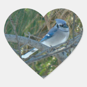 Blue Jay Songbird (Cyanocitta cristata) Herz-Aufkleber