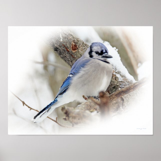 Blue Jay Songbird in Snow Poster (Vorne)