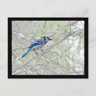 Blue Jay Songbird Postkarte