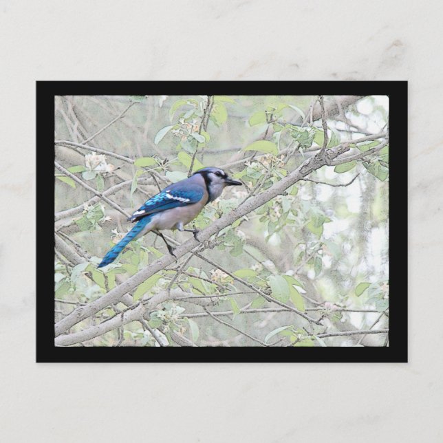 Blue Jay Songbird Postkarte (Vorderseite)