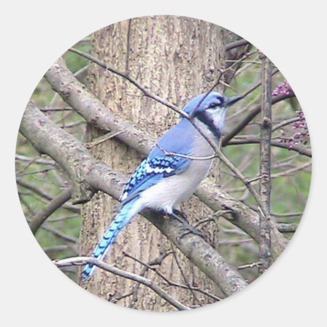 Blue Jay Sticker (Vorderseite)