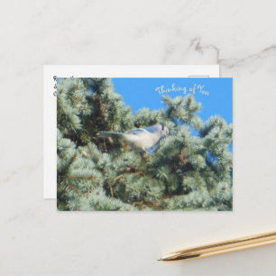 Blue Jay Thinking Postkarte