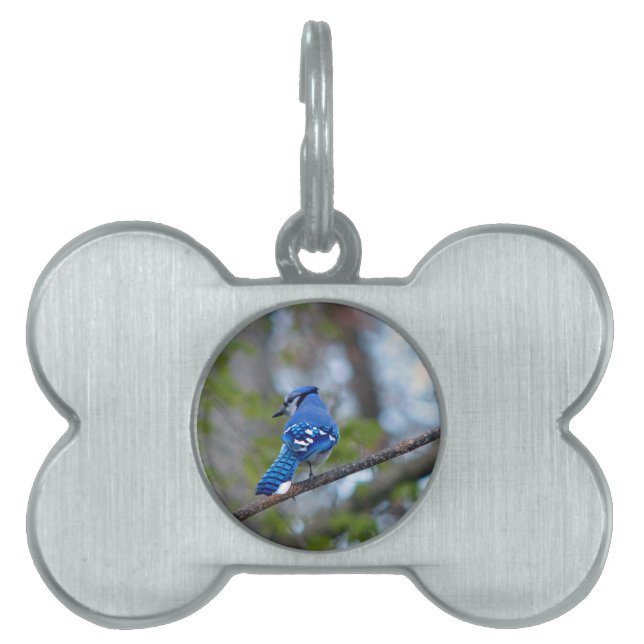 Blue Jay Tiermarke (Vorderseite)