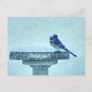 Blue Jay Winter Füttre schmerzlich Danke Postkarte