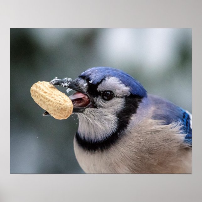 Blue jay with a peanut poster (Vorne)