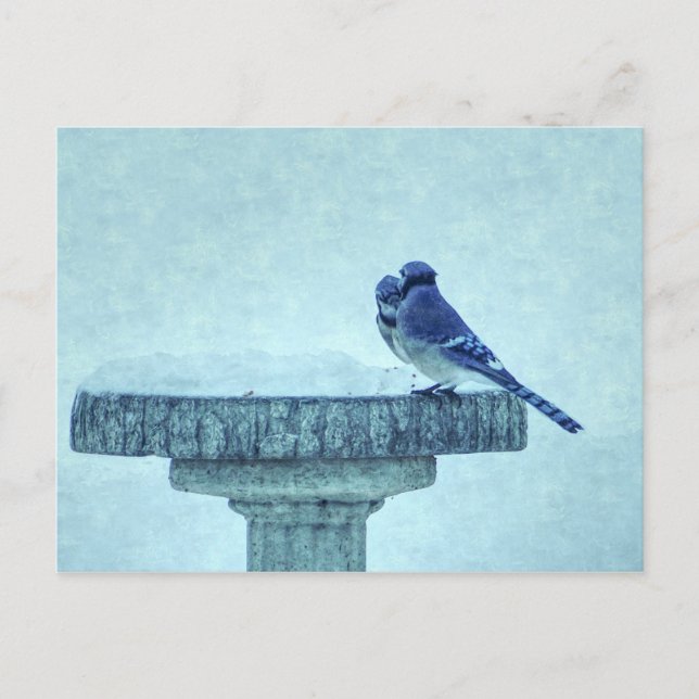 Blue Jays Winter Nourriture Painterly Carte postal (Devant)