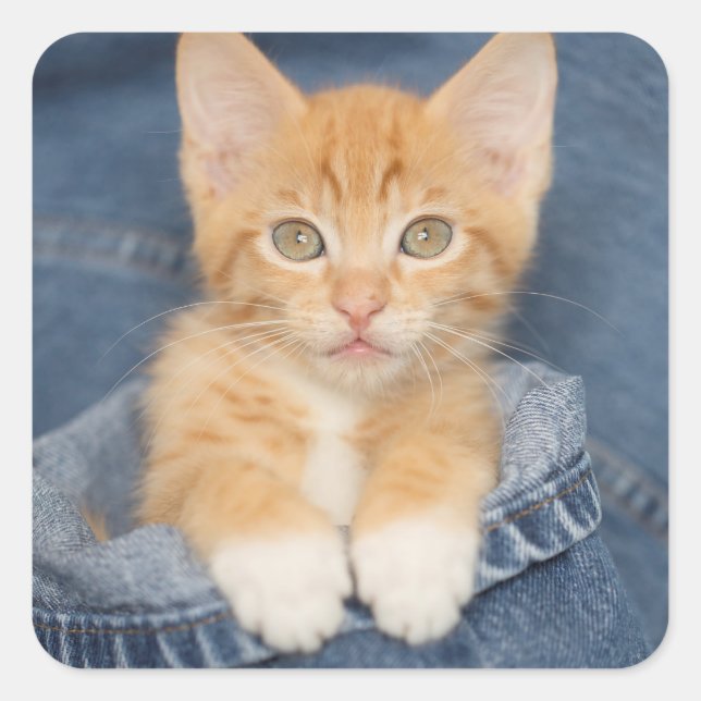 Blue Jean Baby Orange Kitten Quadratischer Aufkleber (Vorderseite)