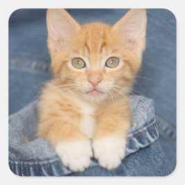 Blue Jean Baby Orange Kitten Quadratischer Aufkleber
