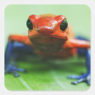 Blue Jean Frog Quadratischer Aufkleber